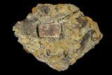 Fossil Crocodile Scute In Stone- Aguja Formation, Texas #116555-2